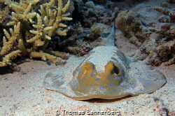 Bluespotted ribbontail ray
NIKON D7000 in a Seacam "Prel... by Thomas Bannenberg 